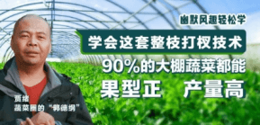 90%的大棚蔬菜都能国型正 产量高